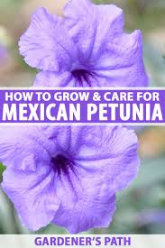 We did not find results for: How To Grow And Care For Mexican Petunias Ruellia Simplex