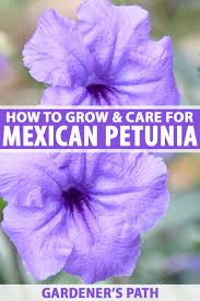 Anemones may be slow to grow but once they flower tip: How To Grow And Care For Mexican Petunias Ruellia Simplex