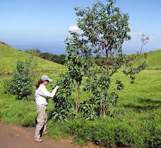 Image result for Nicotiana glauca