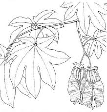 Image result for Triplochiton zambesiacus