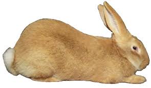 Flemish giant rabbit average weight. Flemish Giant Rabbits Usa Rabbit Breeders Flemish Giant Rabbit Flemish Giant Rabbit Breeds
