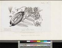 Image result for Pachycarpus lineolatus