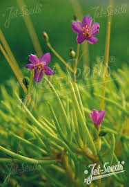 Image result for Talinum tenuissimum