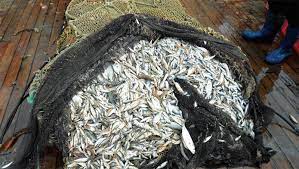 Acestia,pensionari fiind a devenit o obisnuinta zilnica pescuitul in marea neagra. Pescuitul La Marea NeagrÄ