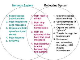 Solved Nervous System Endocrine System Fast Response 1 Both React To 1 Slower Response Reaction Time Stimuli Reaction Time 2 Uses Impulses Course Hero