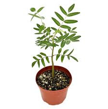 Image result for Erythrophysa