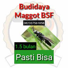 Aplikasi ini berisi cara budidaya maggot sejak persiapan budidaya, pengolahan limbah sampai panen maggot sesuai target anda, dan banyak ekstra pembahasan terkait manfaat bsf termasuk pembahasan materi. Download Ebook Budidaya Maggot Facebook Pdf Drive Is Your Search Engine For Pdf Files Aneka Tanaman Bunga