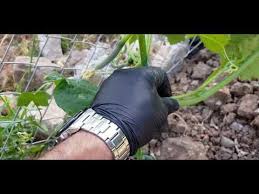 Hobi Bahcesinde Domates Hiyar Budama Ve Ipe Alma Youtube 2020 Bahce Domatesler Bitki