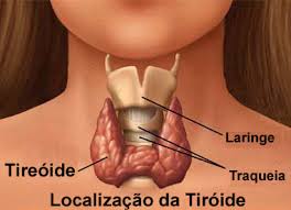 Resultado de imagem para tireoide