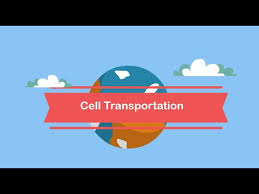 Passive transport would be taking clowns out of the car, and active transport would be shoving clowns into the car. Cell Transportation Passive And Active Transport Youtube