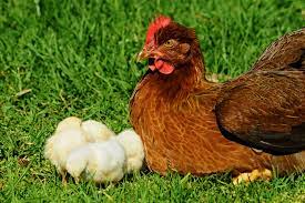 Residents hoped the ordinance could be modeled after a similar ordinance that was passed in mandan in 2019. Keeping Chickens In Tennessee Texas Laws About Keeping Chickens