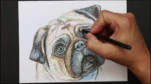 A cada niño le gustaría tener un cachorro así. Dibujando Un Perro Pug Mascotas Drawing A Pug Dog Pets Perros Pug Perros Pug