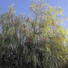 Image result for Schinus molle