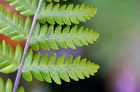 Image result for Arthropteris