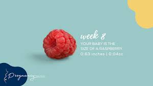 At the end of week eight , or approximately the end of your second month, there's another exciting milestone: 2 Months Pregnancy Guide Ultrasound Symptoms Belly Size