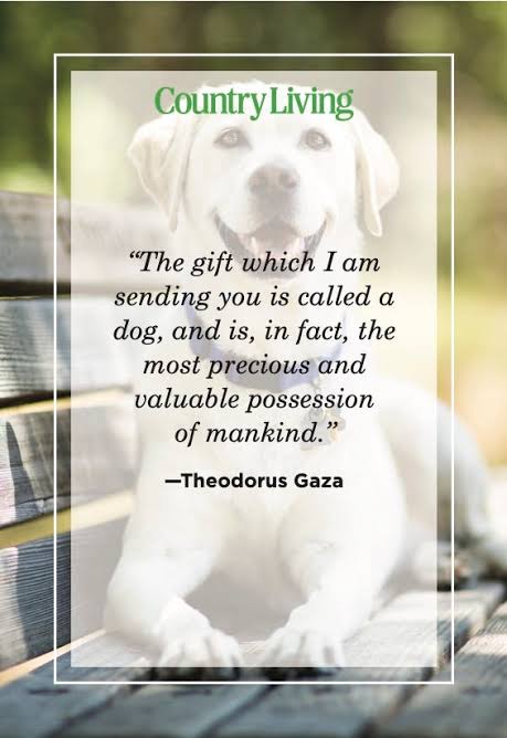65 Best Dog Quotes to Celebrate Loyal, Loving Pups