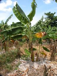 Image result for Musa paradisiaca