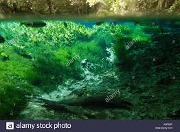Freshwater Plants Piraputangas Brycon Microlepis And River Side Trees In National Freshwater Spring Preserve Bonito Brazil Freshwater Plants Fresh Water Photo
