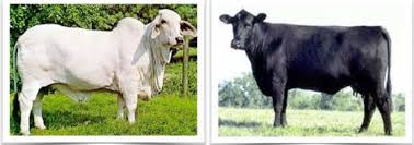 The same man can be brahman. New Cattle Genome Overcomes Challenges Of Haplotype Assembly Pacbio