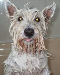 To bathe your puppy, start by filling a sink or tub with warm water so it's just deep enough to reach your puppy's elbows. Ask A Vet Can Baby Shampoo Be Used On A Dog Dog Discoveries