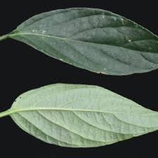 Image result for Justicia stachytarphetoides