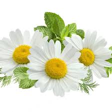 Check spelling or type a new query. 8 Rekomendasi Teh Chamomile Yang Nikmat Dengan Banyak Manfaat