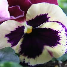 Image result for lobelia combine composition