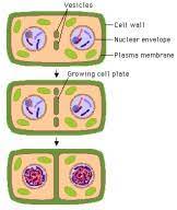 Check spelling or type a new query. Which Of The Following Is A Method Of Cytokinesis In A Plant Cell