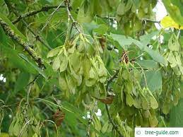 Boxelder Acer Negundo Fruits Deciduous Trees Trees And Shrubs Shrubs