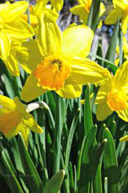 Day One Photography Daffodils Photo By Fredamans Daffodils Daffodil Photos Flowers