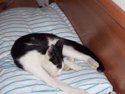 Malattia autoimmune nei gatti malattia autoimmune e allergie domanda: Malattie Infettive Del Gatto Wikipedia