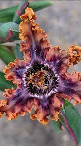 Image result for Ferraria glutinosa