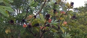 Image result for Protea gaguedi