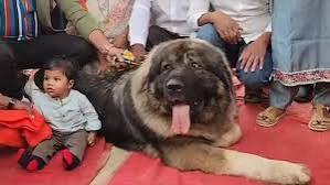 Meet the dog worth more than 10 villas and range rovers in India ...