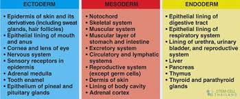 Gastrulation Germ Layer Definition And Formation In Humans Human Anatomy And Physiology Anatomy And Physiology Physiology