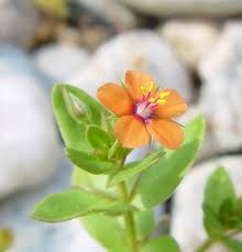 Image result for Lysimachia arvensis