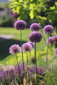 Zierlauch Frauenmantel Und Ziersalbei Bepflanzung Stauden Ziersalbei