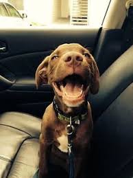 53 Chocolate lab ideas