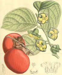 Image result for Diospyros abyssinica