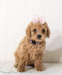 Apricot Mini Micro Goldendoodle Goldendoodle Doodle Puppy Goldendoodle Puppy