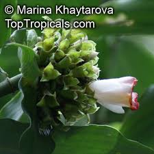 Image result for Costus lucanusianus