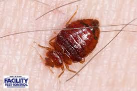 Image result for bed bugs droppings