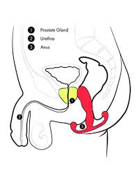 Orgasme prostatique - Journal de ma première année - partie 1 -  NouveauxPlaisirs.fr