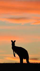 19 Iphone Wallpapers That Will Make All Aussies Proud Australia Wallpaper Animal Wallpaper Iphone Wallpaper Pattern