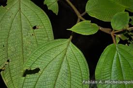 Image result for Heterotis amplexicaulis