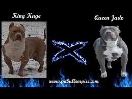 We produce xxl ,xl and stud american pits our pups are home raise,frequent on shots and play time xxl pitbull puppies for sale cheap blue nose pitbull puppies for sale pitbulls puppies for sale buy pitbull puppies online red nose pitbull puppies. Xl Pitbull Puppies For Sale Az 07 2021
