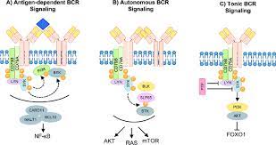 Banca comercială română (bcr) (swift code: Bcr Signals Generated In Malignant And Normal B Cells A Tonic Download Scientific Diagram