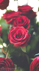 Imagem Descoberto Por A Love Live Descubra E Salve Suas Proprias Imagens E Videos No We Heart It Flowers Rose Pink Wallpaper Iphone
