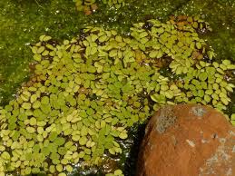 Image result for Salviniaceae