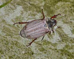 Beautiful beetle photos (cockchafer, european stag beetle) mooie fotos van kevers (meikever, vliegend hert) schöne bilder von käfer (maikäfer, hirschkäfer) photographed by silvia reiche. File Melolontha Melolontha Meikever 1 Jpg Wikimedia Commons